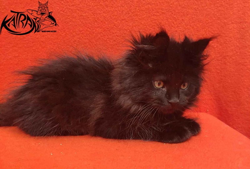 Katran Romeo - Кошеня мейн-кун 2 місяця