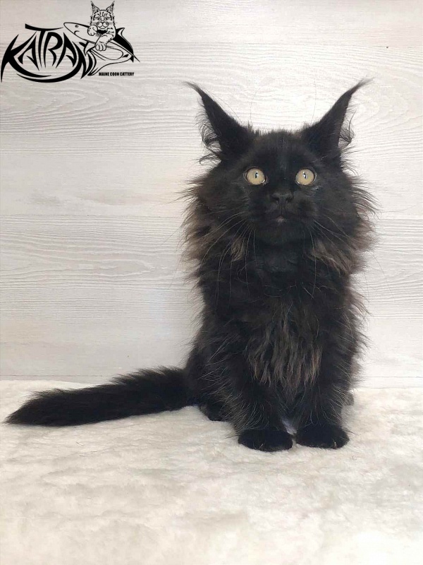 Katran Romeo - Кошеня мейн-кун 3 місяця