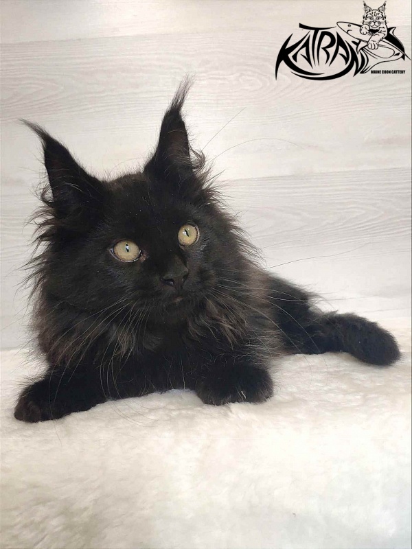 Katran Romeo - Кошеня мейн-кун 3 місяця