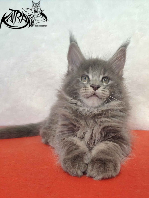 Katran Silvester - Кошеня мейн-кун 1 місяць 3,5 тижні