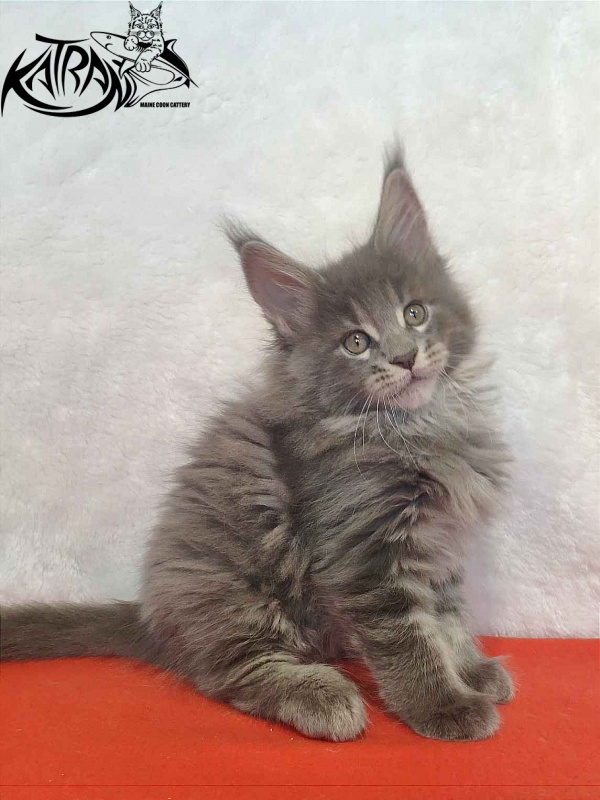 Katran Silvester - Кошеня мейн-кун 1 місяць 3,5 тижні