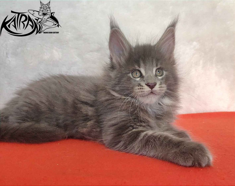 Katran Silvester - Кошеня мейн-кун 1 місяць 3,5 тижні