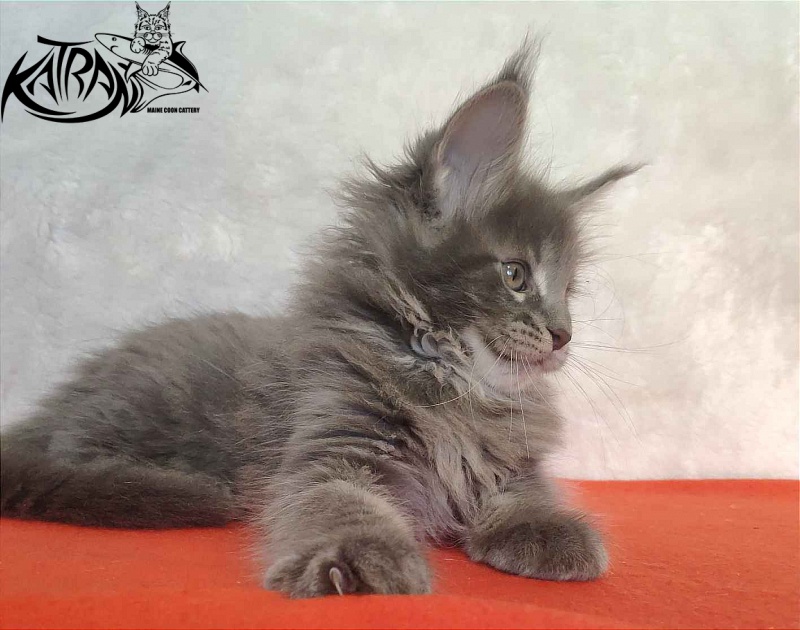Katran Silvester - Кошеня мейн-кун 1 місяць 3,5 тижні