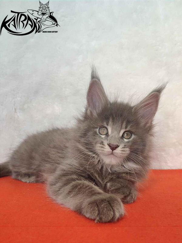 Katran Silvester - Кошеня мейн-кун 1 місяць 3,5 тижні