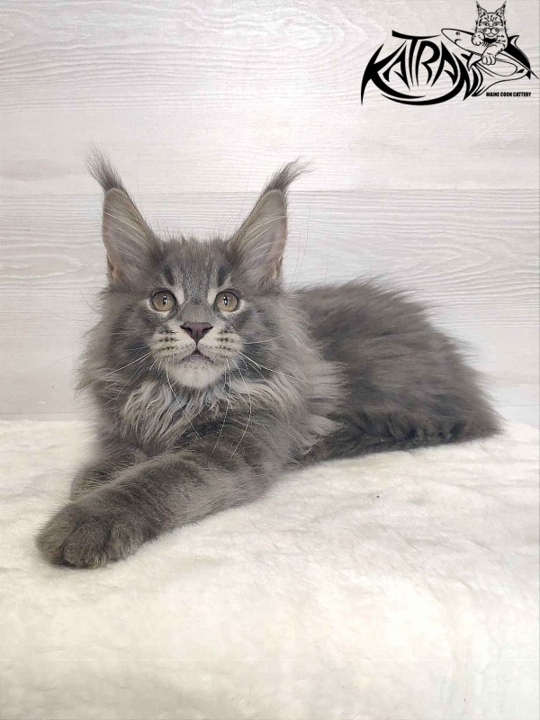 Katran Silvester - Кошеня мейн-кун 3 місяця