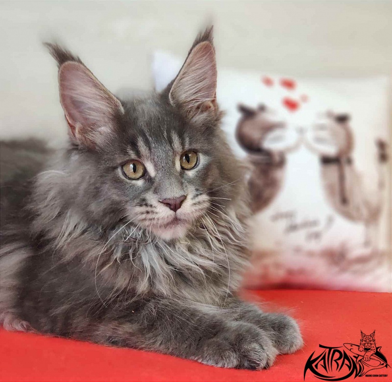 Katran Silvester - Кошеня мейн-кун 3 місяця 1 тиждень