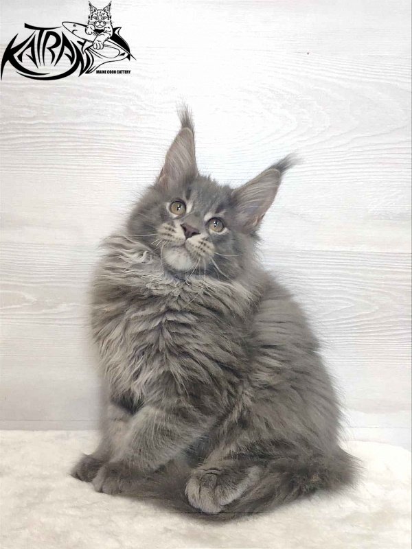 Katran Silvester - Кошеня мейн-кун 3 місяця
