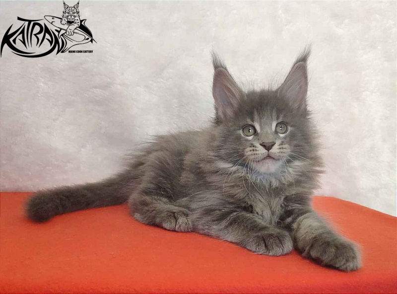 Katran Silvester - Кошеня мейн-кун 1 місяць 3,5 тижні