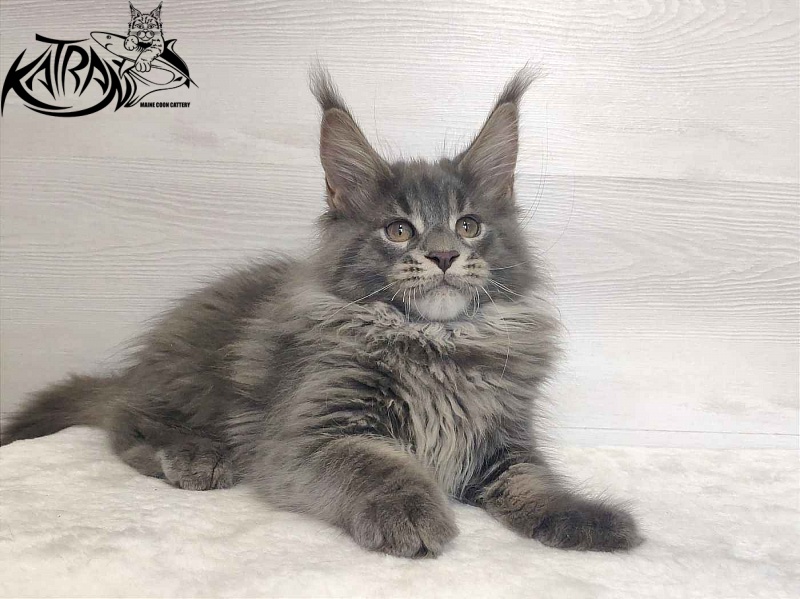 Katran Silvester - Кошеня мейн-кун 3 місяця