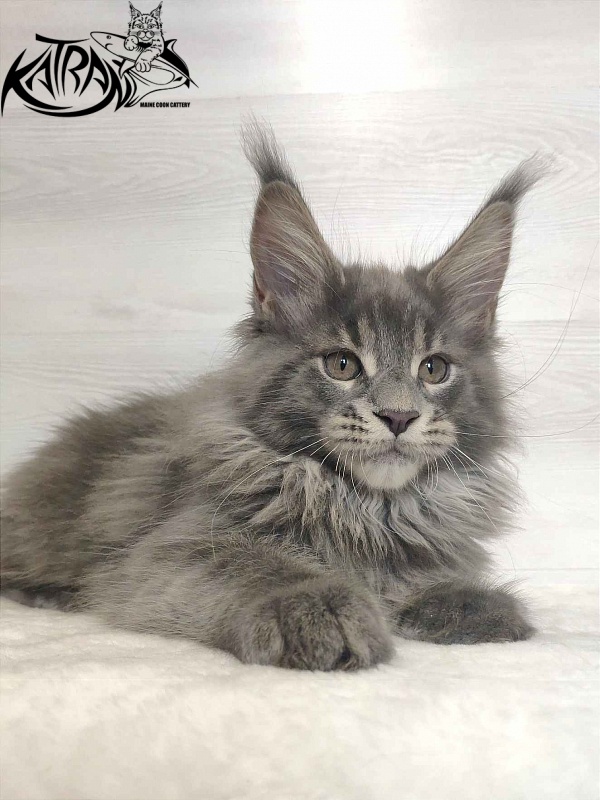 Katran Silvester - Кошеня мейн-кун 3 місяця