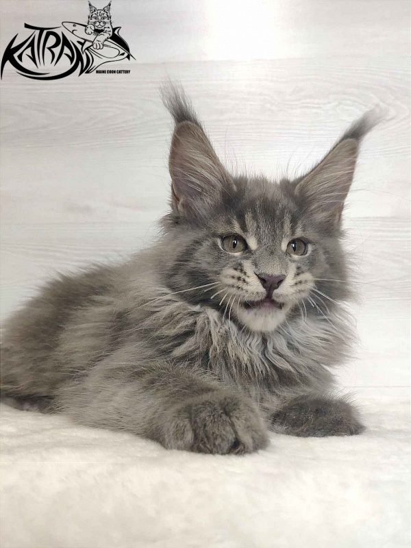 Katran Silvester - Кошеня мейн-кун 3 місяця