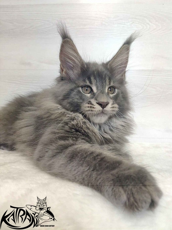 Katran Silvester - Кошеня мейн-кун 3 місяця