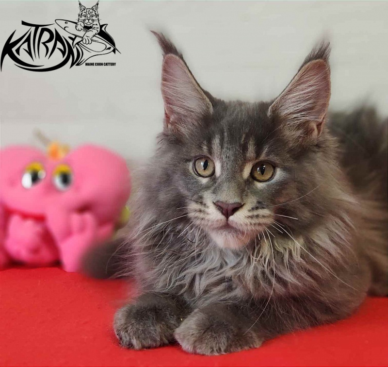 Katran Silvester - Кошеня мейн-кун 3 місяця 1 тиждень