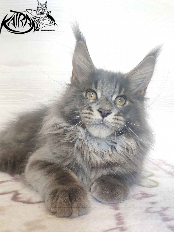 Katran Silvester - Кошеня мейн-кун 4 місяця