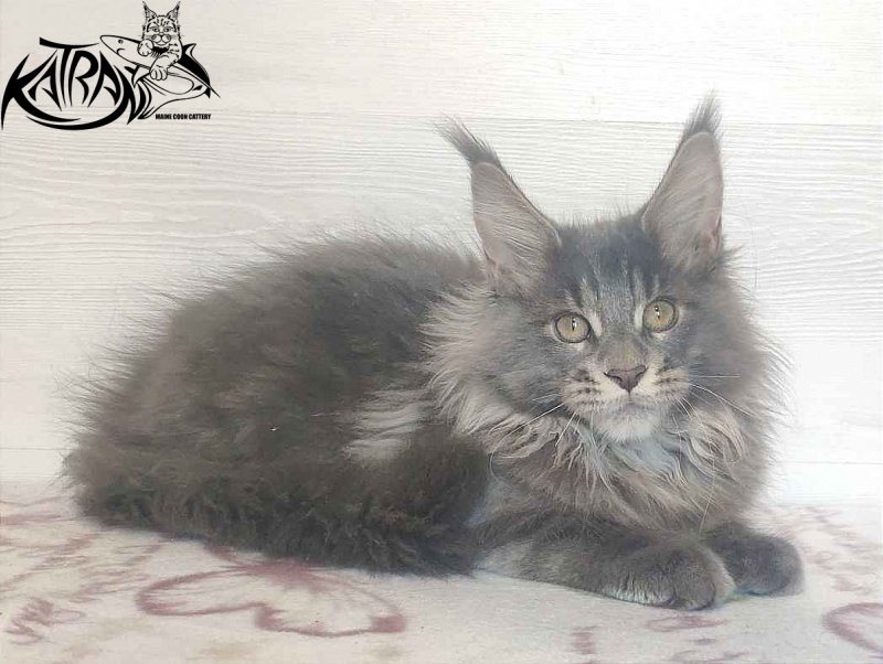 Katran Silvester - Кошеня мейн-кун 4 місяця