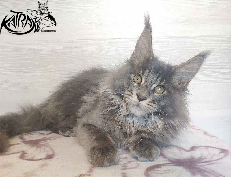 Katran Silvester - Кошеня мейн-кун 4 місяця