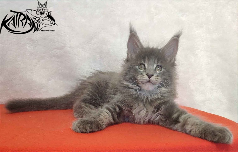 Katran Silvester - Кошеня мейн-кун 1 місяць 3,5 тижні