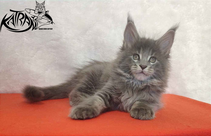 Katran Silvester - Кошеня мейн-кун 1 місяць 3,5 тижні