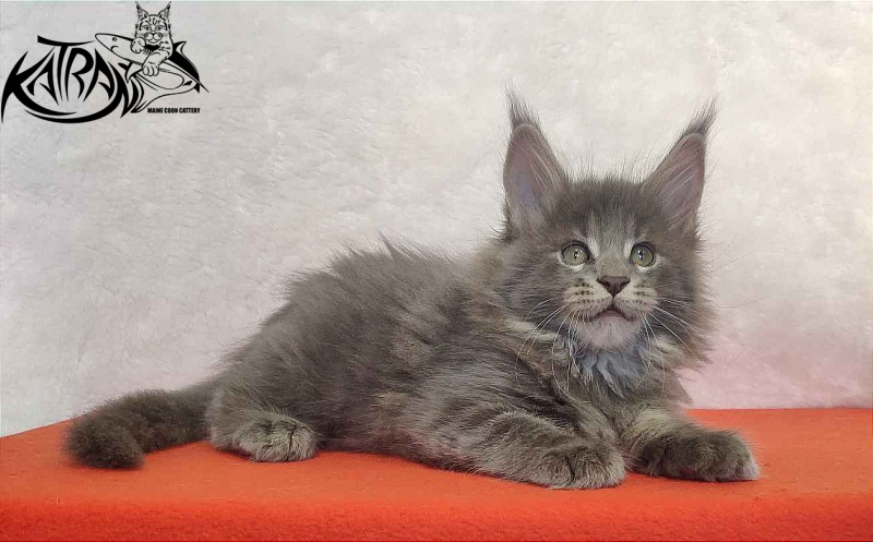 Katran Silvester - Кошеня мейн-кун 1 місяць 3,5 тижні