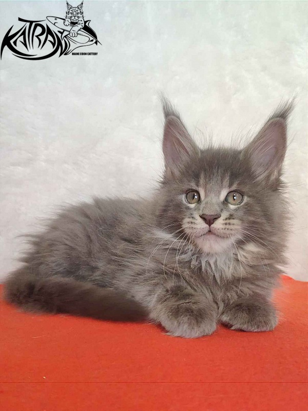 Katran Silvester - Кошеня мейн-кун 1 місяць 3,5 тижні