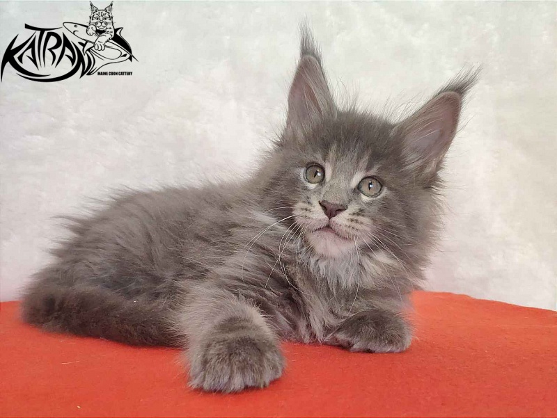 Katran Silvester - Кошеня мейн-кун 1 місяць 3,5 тижні