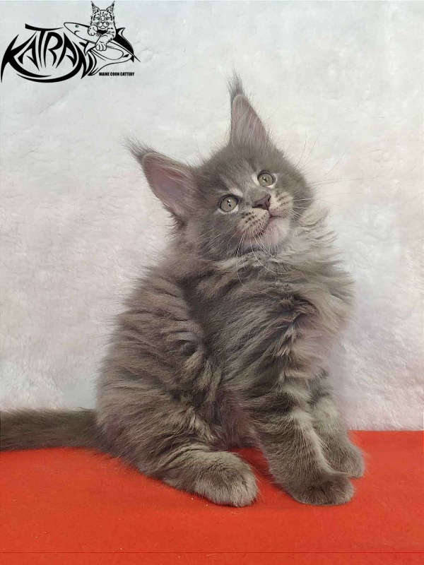 Katran Silvester - Кошеня мейн-кун 1 місяць 3,5 тижні