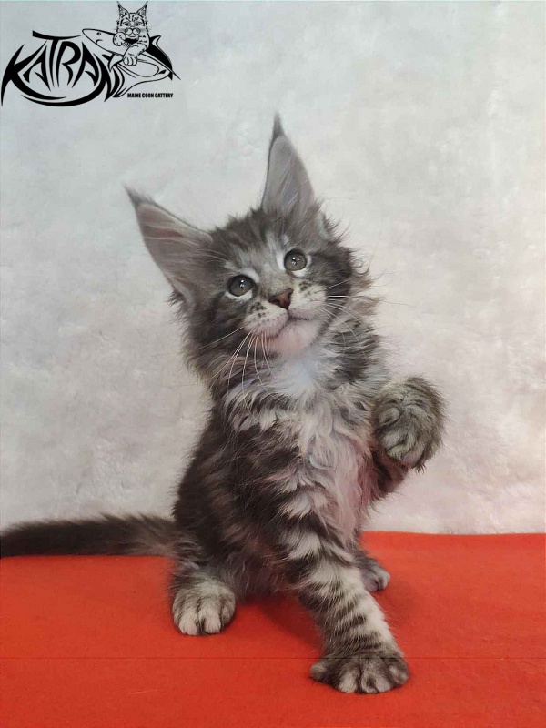 Katran Stephanie - Kitten maine-coon 1 month 3.5 weeks