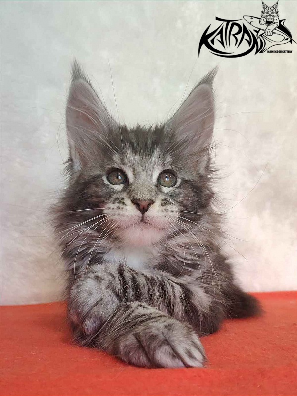 Katran Stephanie - Kitten maine-coon 1 month 3.5 weeks
