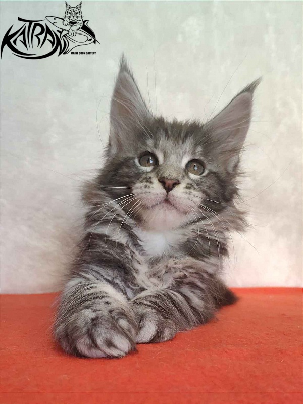 Katran Stephanie - Kitten maine-coon 1 month 3.5 weeks