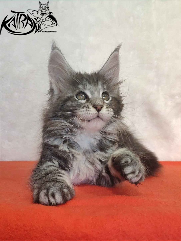 Katran Stephanie - Kitten maine-coon 1 month 3.5 weeks