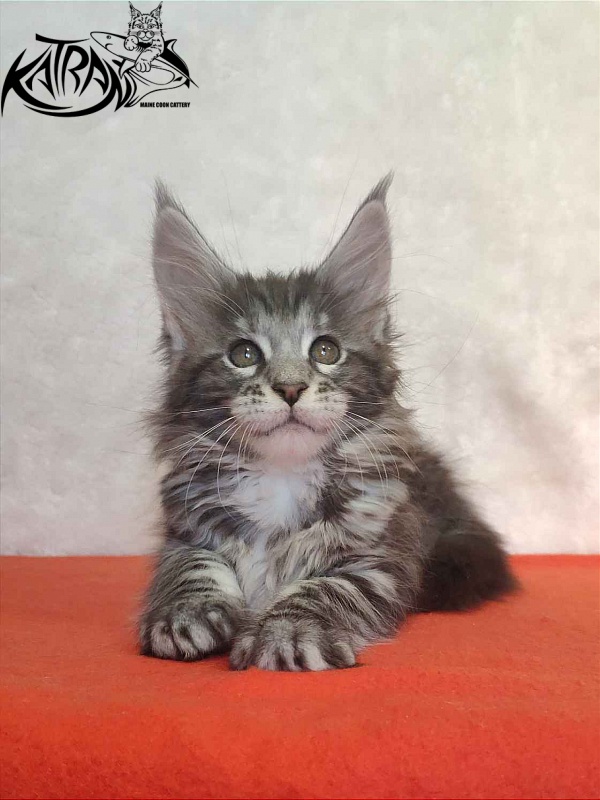 Katran Stephanie - Kitten maine-coon 1 month 3.5 weeks