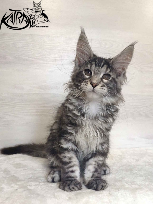 Katran Stephanie - Kitten maine-coon 3 months
