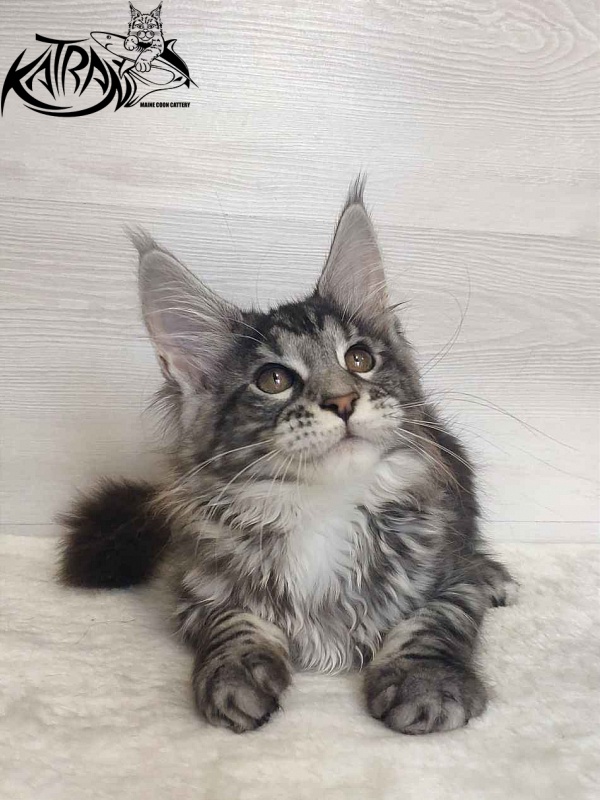 Katran Stephanie - Kitten maine-coon 3 months