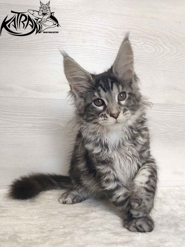 Katran Stephanie - Kitten maine-coon 3 months