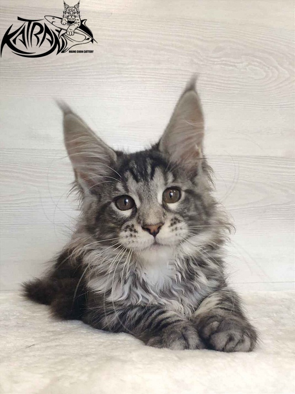 Katran Stephanie - Kitten maine-coon 3 months