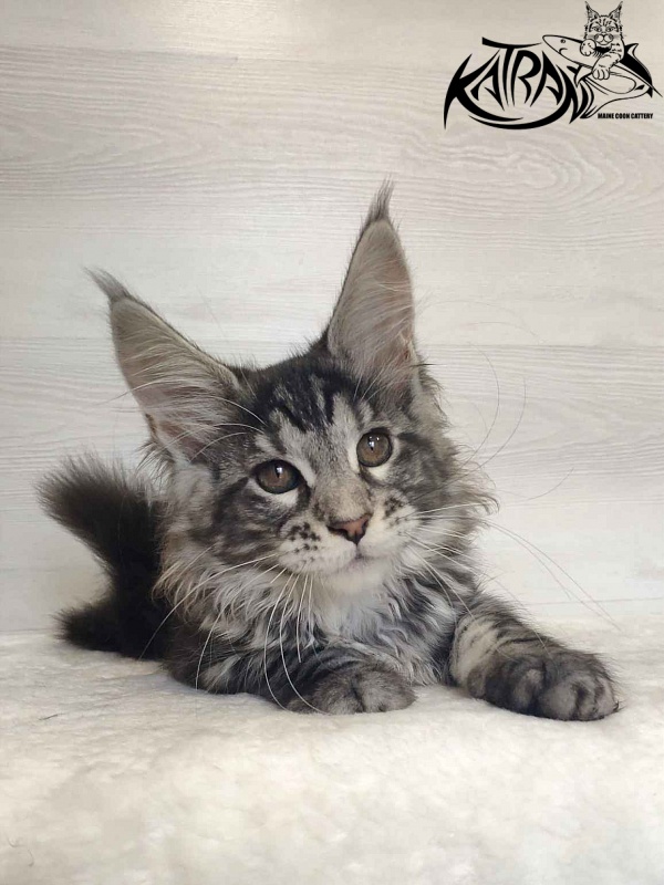 Katran Stephanie - Kitten maine-coon 3 months