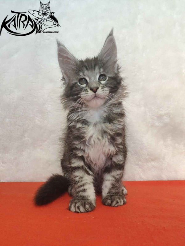 Katran Stephanie - Kitten maine-coon 1 month 3.5 weeks