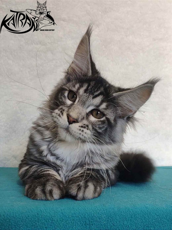 Katran Stephanie - Kitten maine-coon 4 months