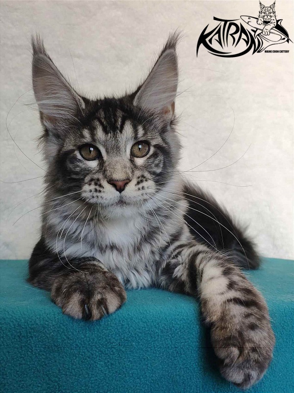Katran Stephanie - Kitten maine-coon 4 months