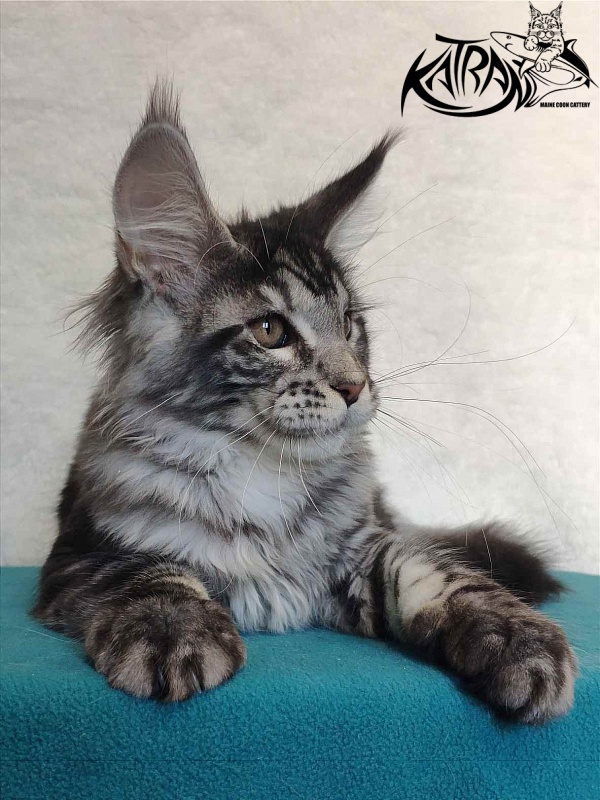 Katran Stephanie - Kitten maine-coon 4 months