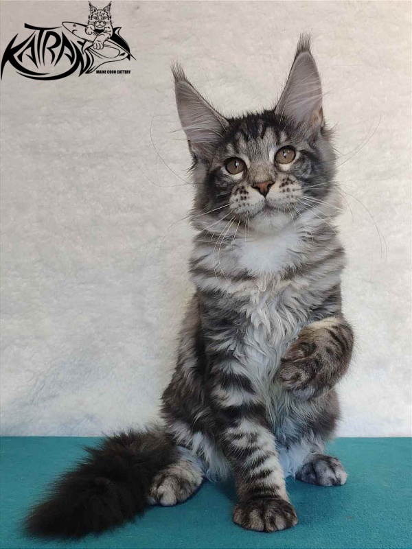 Katran Stephanie - Kitten maine-coon 4 months
