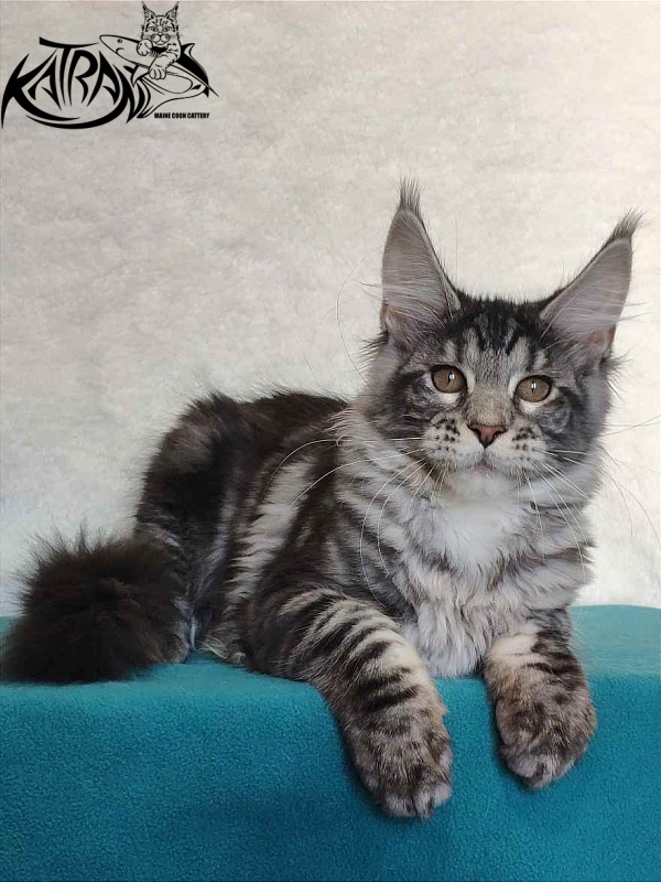 Katran Stephanie - Kitten maine-coon 4 months
