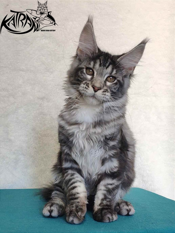 Katran Stephanie - Kitten maine-coon 4 months