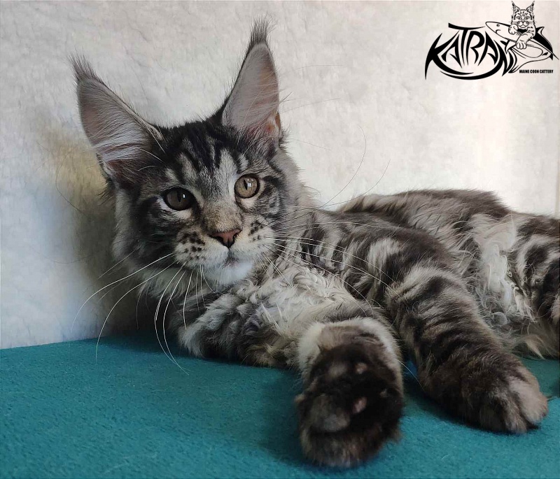 Katran Stephanie - Kitten maine-coon 4 months