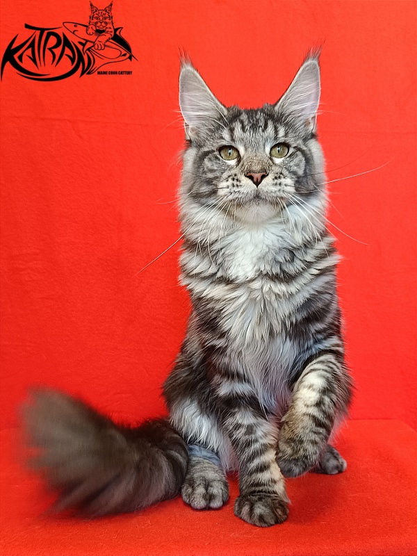 Katran Stephanie - Junior maine-coon 8.5 months