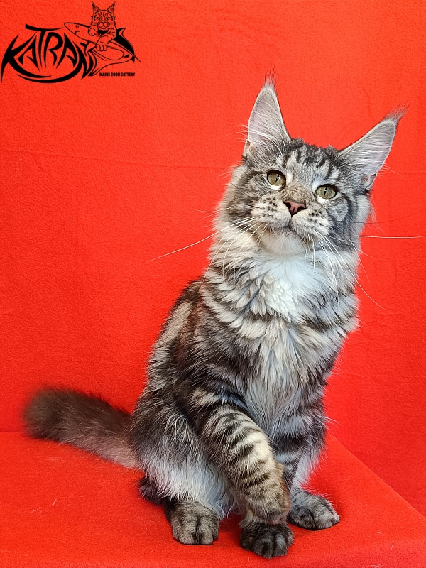 Katran Stephanie - Junior maine-coon 8.5 months