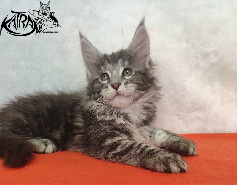 Katran Stephanie - Kitten maine-coon 1 month 3.5 weeks