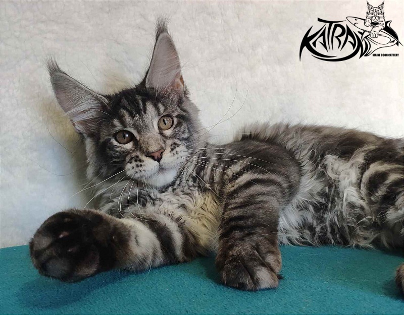 Katran Stephanie - Kitten maine-coon 4 months