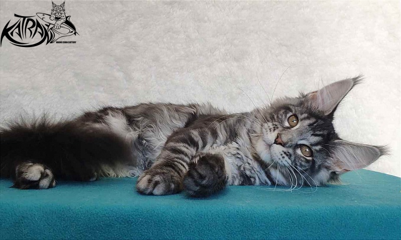 Katran Stephanie - Kitten maine-coon 4 months