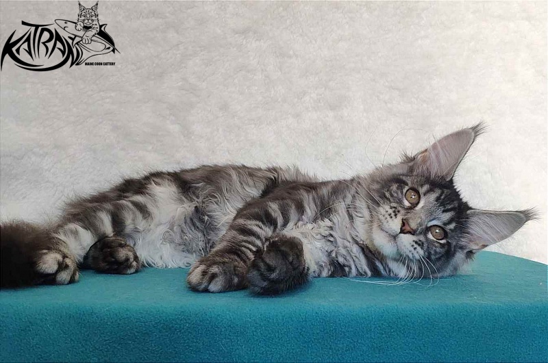 Katran Stephanie - Kitten maine-coon 4 months